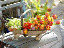Woodchip basket with freshly cut tulipa and twigs of betula
