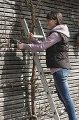 Frau schneidet Birnenspalier an Hauswand