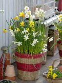 Narcissus 'White Tete a Tete', 'Jetfire', 'Bridal Crown' (Daffodils)