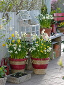 Narcissus 'White Tete a Tete', 'Jetfire', 'Bridal Crown' (Narzissen)