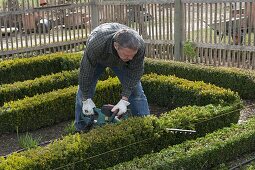 Man cutting Huxian hedge with electric hedge trimmer