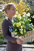 Woman bringing woodchip basket with Narcissus 'Minnow', Primula elatior