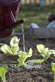 Frisch gepflanzte Jungpflanzen von Salat (Lactuca) angießen