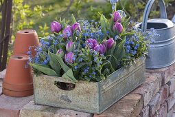 Tulipa 'Lilac Star' (double tulips) and Myosotis 'Myomark'