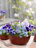 Alte Emaille-Schüssel bepflanzt mit Viola wittrockiana (Stiefmütterchen)