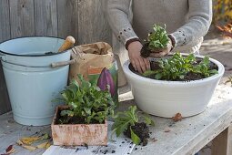 Planting tulip bulbs and forget-me-not in autumn