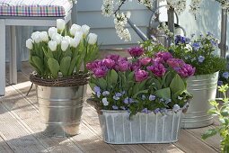 Tulipa 'Arctic', 'Lilac Star' (Tulpen) und Viola cornuta (Hornveilchen)