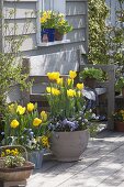 Spring Terrace with Tulipa 'Yellow Flight', Muscari 'Magic Mix'