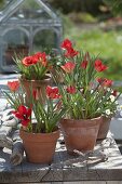 Tulipa linifolia (flax-leaved tulips, wild tulips) in clay pots