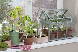 Gemüse auf der Fensterbank vorziehen