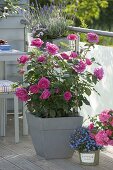 Rosa Renaissance 'Lea' (Shrub Rose), strong fragrance, breeder Poulsen