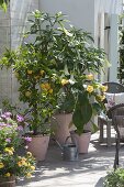 Scented terrace with Datura (Angel's trumpet), Citrus sinensis