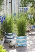 Terrace with grasses for privacy