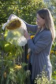 Woman covers flower head of Helianthus (sunflower) with fleece
