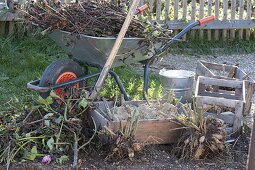 Cut off dahlias in the autumn, dig them up and hibernate in box with sand