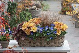 Basket with viola cornuta (horn violet), chrysanthemum