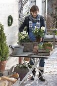 Woman planting Christmas roses in basket