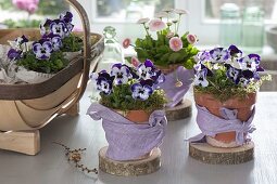 Viola cornuta 'Purple & White' (Hornveilchen) und Bellis (Tausendschön)
