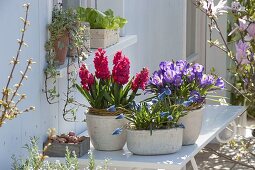 Hyacinthus 'Holly Hock' (hyacinths), Muscari 'Blue Pearl' (grape hyacinths)