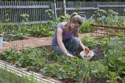 Mischkultur - Beet mit Erdbeeren und Zwiebeln pflanzen