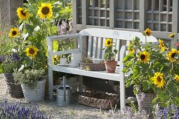Bench between sunflowers at the garden house
