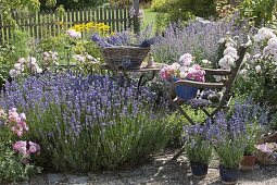 Lavendelernte im Garten