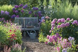 Shady seat in the hydrangea garden