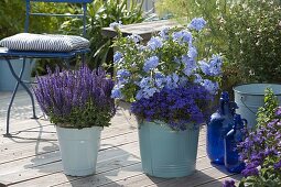 Blue enamel bucket with Salvia nemorosa 'Blauhuegel' (tumbleweed)