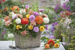 Freshly cut, colorful mixture Dahlia from the cottage garden