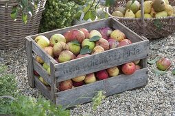 Holzkiste mit frisch gepflückten Äpfeln (Malus)