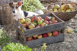 Wooden box with freshly picked apples (Malus)