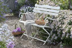 White bench at the aster bed
