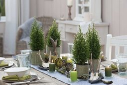 Table decoration with Chamecyparis 'White Spot' in tin pots