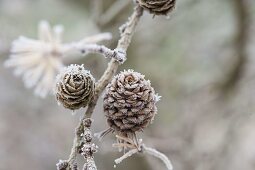 Frozen branch of Larix (larch) with cones