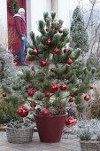 Christmas decorated Pinus leucodermis