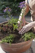 Woman planting terracotta bowl with fat hen and various thyme
