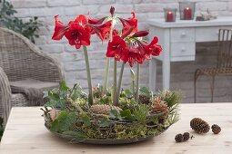 Hippeastrum 'Royal Red' in wreath of mossy branches