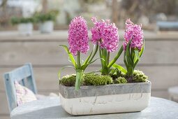 Hyacinthus 'Pink Pearl' (Hyacinth) in gray-white box