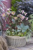 Basket with Helleborus x hybrida 'Penny's Pink', Galanthus nivalis
