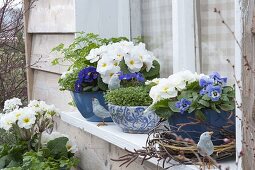 Spring on the windowsill with Viola cornuta, Primula