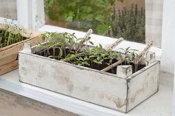 Tomaten -Aussaat auf der Fensterbank