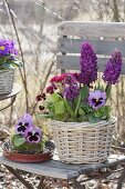 Hyacinthus 'Purple Sensation', Primula elatior