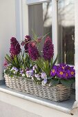 Korbkasten mit Hyacinthus 'Purple Sensation' (Hyazinthen), Primula acaulis