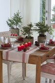 Advents-Tisch mit Jungpflanzen von Picea abies (Rotfichten)
