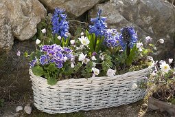 White basket with Hyacinthus, Primula acaulis