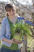 Woman with muscari siberica (grape hyacinth) in the basket