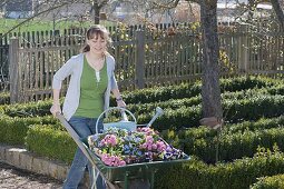 Woman with wheelbarrow full of spring flowers for planting