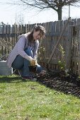 Frau bepflanzt Beet am Zaun mit Beerenstraeuchern