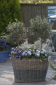 High wicker basket planted with Olea europaea, Viola