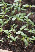 Seedlings of Tagetes tenuifolia (spice tagetes)